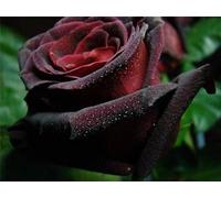 50 Blood Black Rose Blumensamen Seeds ONLY
