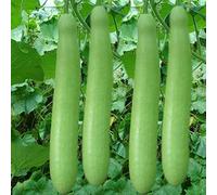 50 Bottle Gourd Long Organic F1 Hybrid Seeds.