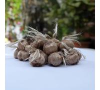 50 Bulbi di CROCO DA ZAFFERANO (Crocus sativus) circonferenza 10/+ cm DISPONIBILITA' IMMEDIATA