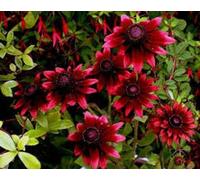 50 + Cherry Brandy Rudbeckia fowers semi/reseeding: Only Seeds