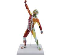 50 Cm Arte Medica Corpo Umano Modello Colore Muscolo Umano Modello Muscolare Corpo Intero Anatomico Per L'insegnamento Medico, Modello Di Arte B