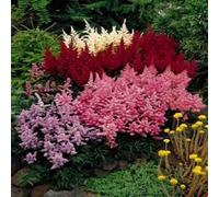 50 colori mélangées Astilbe coloré Simplicifolia ombre graines de fleurs * piatto S/H