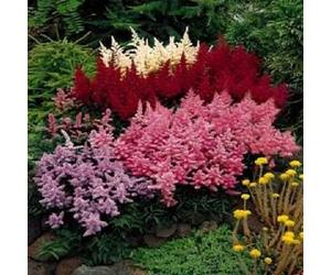 50 colori mélangées Astilbe coloré Simplicifolia ombre graines de fleurs * piatto S/H
