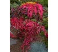 50 FUOCO FUSO DI AMARANTO Amaranthus Gangeticus Graines de fleurs par