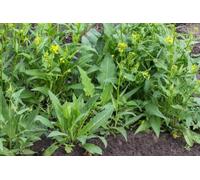 50 Graines Bio Bunias d’Orient 'Bunias orientalis' Organic Turkish Rocket seeds