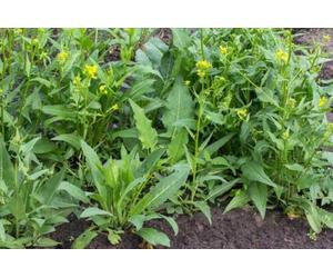 50 Graines Bio Bunias d’Orient 'Bunias orientalis' Organic Turkish Rocket seeds