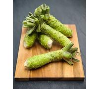 50 Graines de Wasabi, Wasabia japonica, Eutrema japonicum seeds