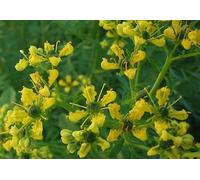 50+ Graines Herbe-de-Grâce, Common Rue, Ruta graveolens seeds Seeds ONLY