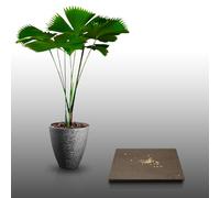 50 Grines à semer - Le Grenier d'Abondance - CARLUDOVICA - Carludovica Palmata