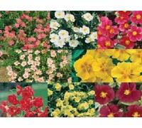 50+ Helianthemum Rock Rose Mix/Evregreen Groundcover/Graines de fleurs vivaces