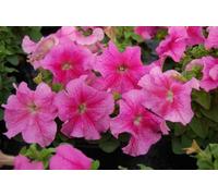 50 Limbo Rose Petunia Pelleted Seeds : Package Contains seeds
