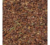 50 Mountain Hemlock Bonsai Seed Confezione Tsuga Mertensiana Seeds ONLY