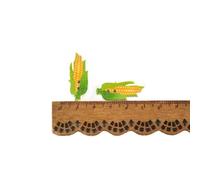 50 pezzi 1,3-3 cm Zucca/Tacchino/Acero/Mais Pigne Bottoni in legno misti per vestiti fatti a mano Scrapbooking Cucito Decorativo C4130-5-Vedi immagine
