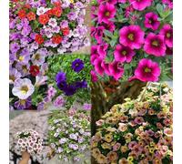 50 pezzi balcone di semi di decorazione giardino in semi resistenti copertura del suolo resistenti balcone bonsái