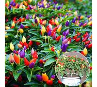 50 pezzi di peperoncino multicolore sani semi di peperoncino pianta fiore casa giardino ornamento multicolore per donne, uomini, bambini, principianti, giardinieri regalo