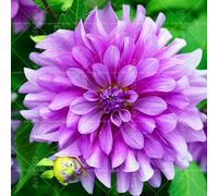 50 pezzi Rari semi dalia Semi cinesi fleur splendide balcon terrasse de jardin pour jardin de maison 10