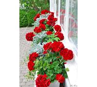 50 pezzi/sac géranio rouge semi raro semi bonsaï fleur plante perenne pélargonium Peltatum semi intérieur chambre dans le jardin de la maison 5