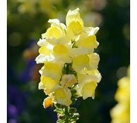 50 pezzi Semi di bocca di drago perenni resistenti all'esterno, balcone semi bonsái del prato primavera