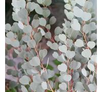 50 pezzi semi di eucalipto - da giardino semi bancale elevato per balcone interno piccolo per donne,