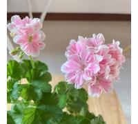 50 pezzi semi di geranio - semi, prato balcone di perenne resistenti che coprono il suolo