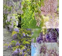 50 pezzi semi di glicina - di glicina, semi resistenti per l'esterno, resistenti al giardino, perenni