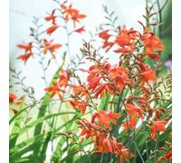 50 pezzi semi di montbretia - per l'esterno, Semi da giardino resistenti e che coprono il terreno