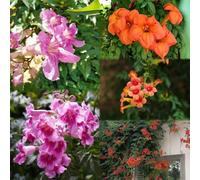 50 pezzi semi di scalatrice - di semi di tromba, del prato Il giardino è resistente