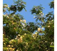 50 pezzi semi di seta - semi di giardino, perenni selvaggi letto elevato balcone, decorazione rara