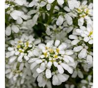 50 pezzi semi resistenti candytuft - da giardino per uomini, semi estivi da giardino perenne resistente
