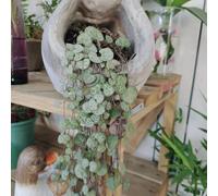 50 pezzi Semi sospesi per candelabri semi succulenti, carnivori, succulenti da balcone resistenti