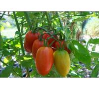 50 Pomodoro Seeds Sweet & Delicious Fresh Seed Seeds ONLY