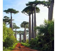 50 pz Semi dell'albero di baobab piante in vaso fuori dai semi di alberi resistenti Acquistare Baobab, Adansonia digitata, Albero dei bonsai da giardino, semi di piante d'appartamento