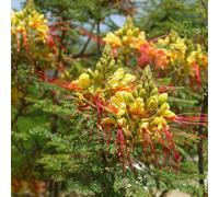 50 pz semi di cespuglio di pavone - pasqua uccelli paradisiaci in per il delle
