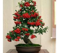 50 pz semi di firethorn dei, per gli amanti del giardino decorative esotica balcone