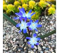 50 pz semi di neve splendente, per balcone, giardino dei esotiche da biologici