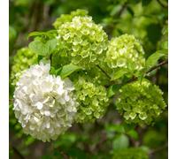 50 pz semi di ortensia resistenti - decorazione floreale vasi per piante purificatori d'aria per piante da appartamento Decorazione del balcone semi di prato fiorito perenne resistente