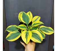 50 pz Semi resistenti della pianta Hosta, Pianta perenne resistente all'inverno e tappezzante del terreno (Hosta plantaginea) Semi di piante erbacee Decorazione del balcone camera