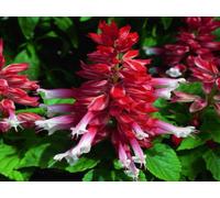 50 Salvia Samen Salsa Scarlet Bi-Color-Blumensamen