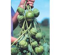 50 Seed of Cisineros Tomatillo - Tomatillos Seeds ONLY
