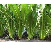 50 seeds Emerald Catalogna Chicory Heirloom seeds New seed for 2017 season