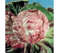 50 Seeds of "Variegata di Chioggia" Chicory: Package Contains Seeds