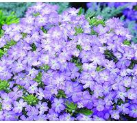 50 Seeds - Verbena Semi Lo lavanda primavera Semi Seeds ONLY