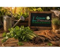 50 semi Aromatici da seminare - L'Attico d'Abondanza - CORIANDRE Coltivata - Coriandrum