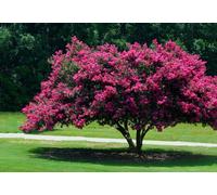 50+ Semi Crape Myrtle Albero, Lagerstroemia indica, (Fast, Appariscente, Mix colore di caduta):Seeds