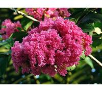 50 semi di albero di Giove (Lagerstroemia indica)