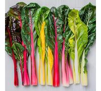 50 Semi di bietola di carda Miscela colorata - pera orto - semi contadini - SemiSelvaggio Permacultura