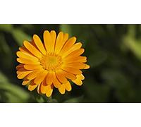 50 Semi di Calendula (Calendula officinalis)