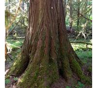50 Semi di cedro rosso occidentale Albero (Thuja plicata)