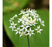 50 semi di cipollina cinese (Allium tumberosum)