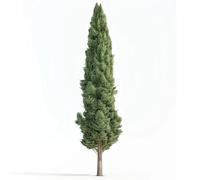 50 Semi di Cipresso d'Italia (Cupressus sempervirens stricta) - SemiSelvaggio Permacultura
